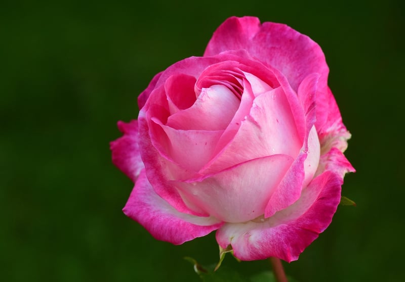 Dragon’s Breath Roses