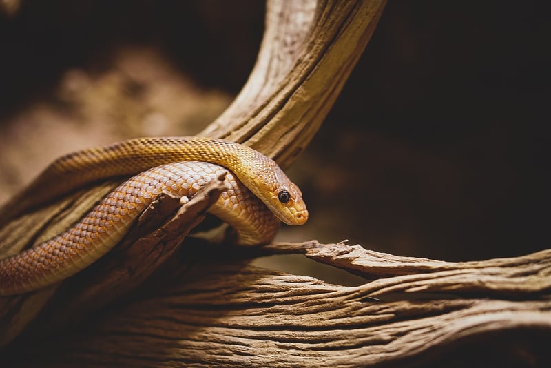 Snake with Intricate Scales